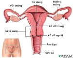 uterus1..jpg